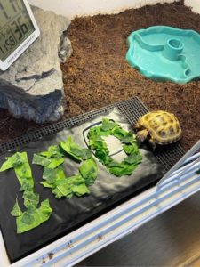 russian tortoise in enclosure eating lattes shaped like letters