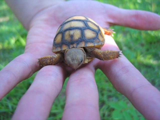 baby russian tortoise
