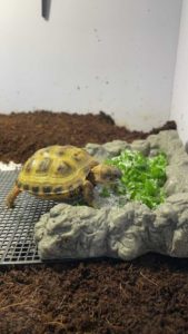 russian tortoise in enclosure eating lattes