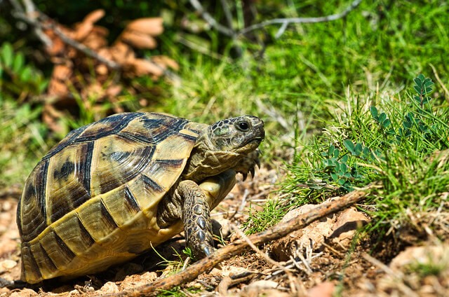 tortoise outdoor on the sun