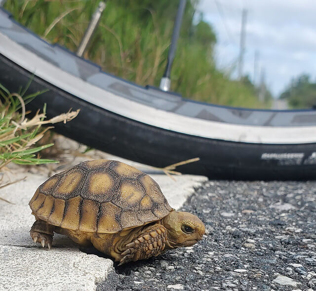 baby tortoise on the road