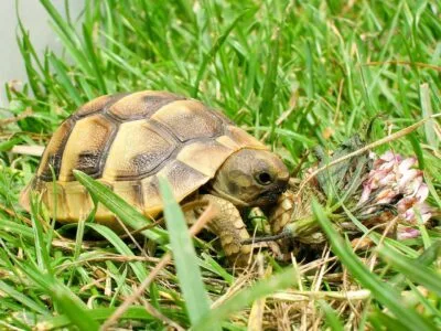 Baby Russian Tortoise on grass