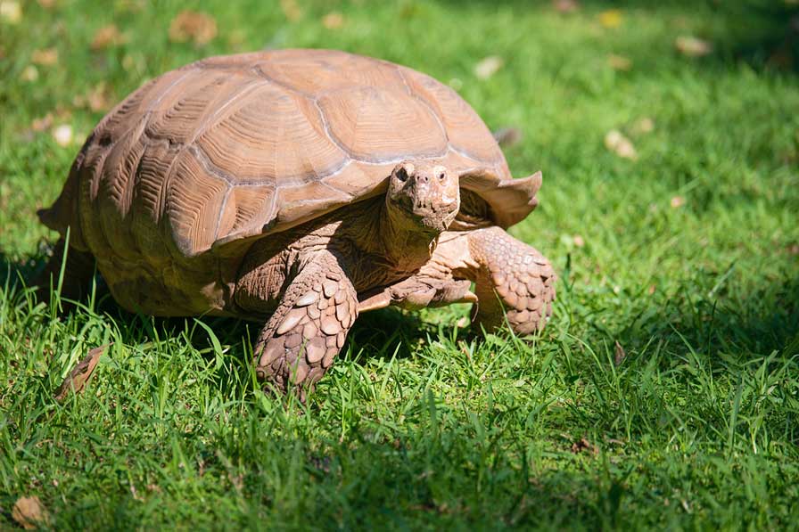 biggest-russian-tortoise