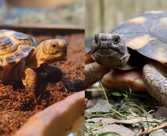 greek-tortoise-vs-russian-tortoise