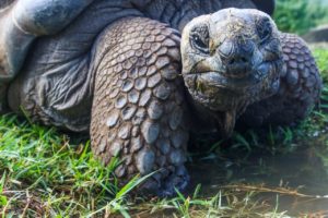 oldest tortoise on the world on grass