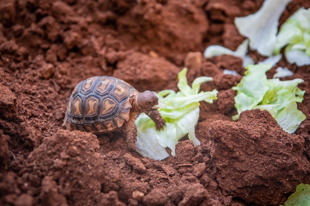 baby Russian tortoise eating lettuce