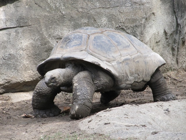 oldest tortoise on rocks