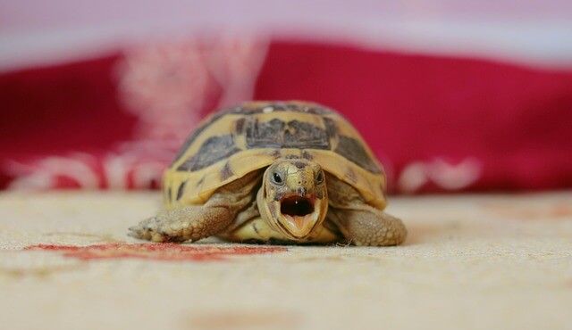 Russian tortoise open his mouth