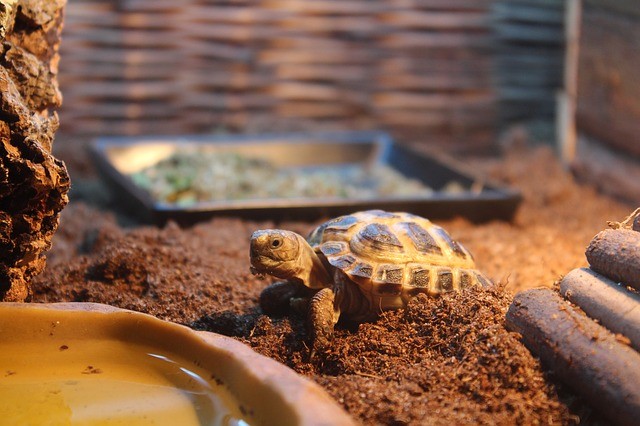 Russian tortoise in enclosure